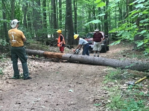 Lumberjacks-fell-a-tree-for-benches