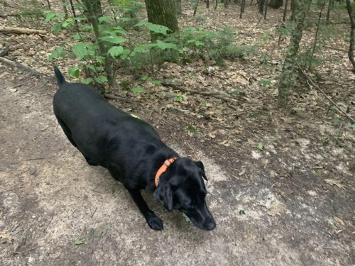 IMG 4330 (1) (1) (1)